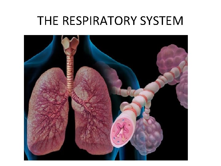 THE RESPIRATORY SYSTEM 