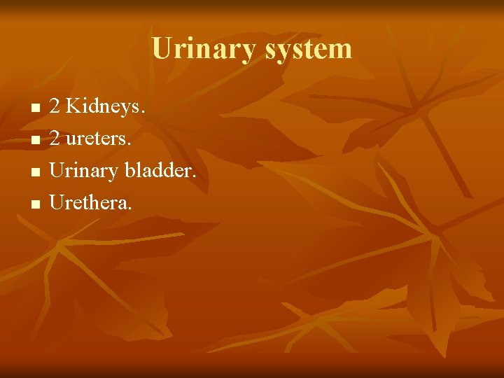 Urinary system n n 2 Kidneys. 2 ureters. Urinary bladder. Urethera. 