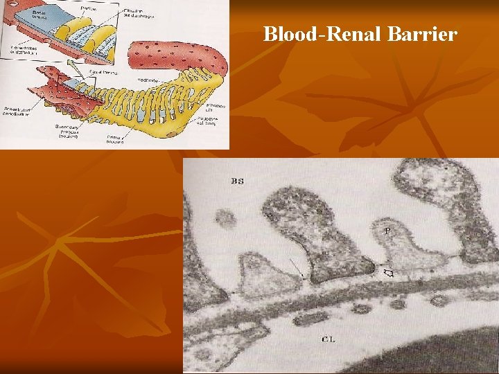 Blood-Renal Barrier 