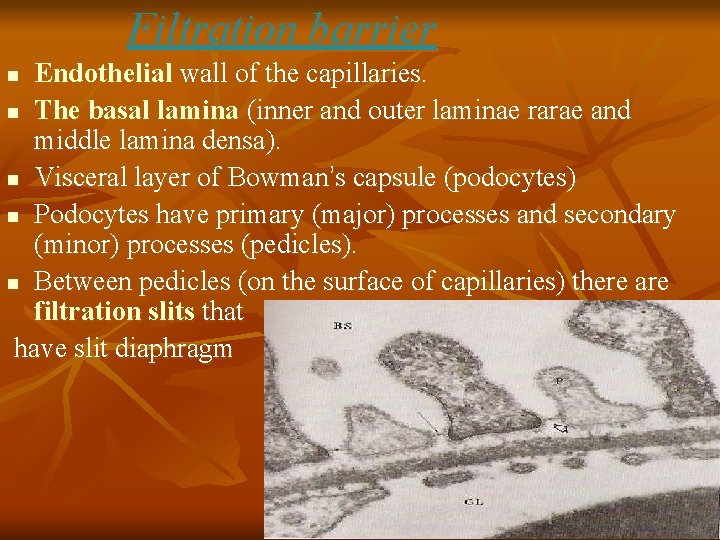 Filtration barrier Endothelial wall of the capillaries. n The basal lamina (inner and outer