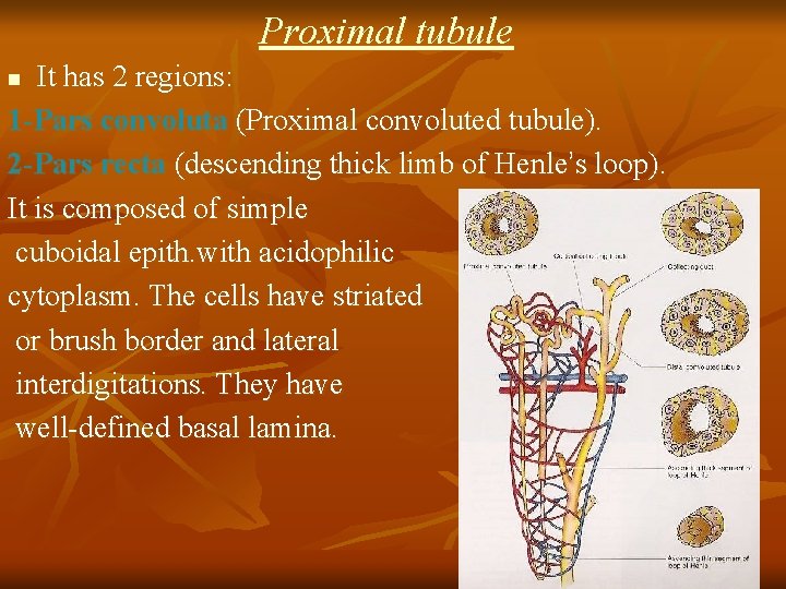 Proximal tubule It has 2 regions: 1 -Pars convoluta (Proximal convoluted tubule). 2 -Pars