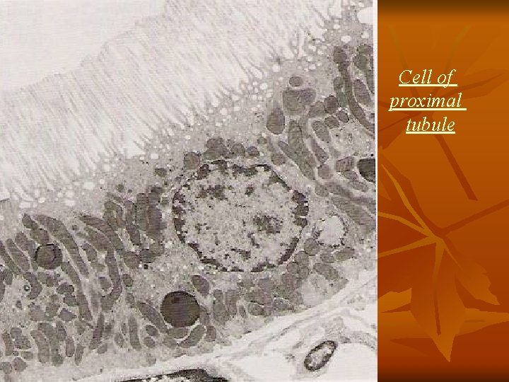 Cell of proximal tubule 