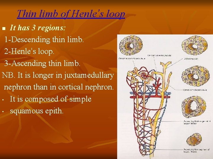 Thin limb of Henle’s loop It has 3 regions: 1 -Descending thin limb. 2