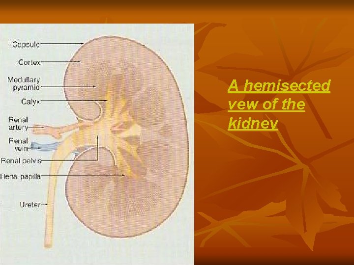 A hemisected vew of the kidney 