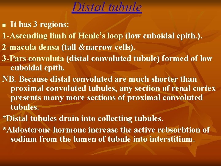 Distal tubule It has 3 regions: 1 -Ascending limb of Henle’s loop (low cuboidal