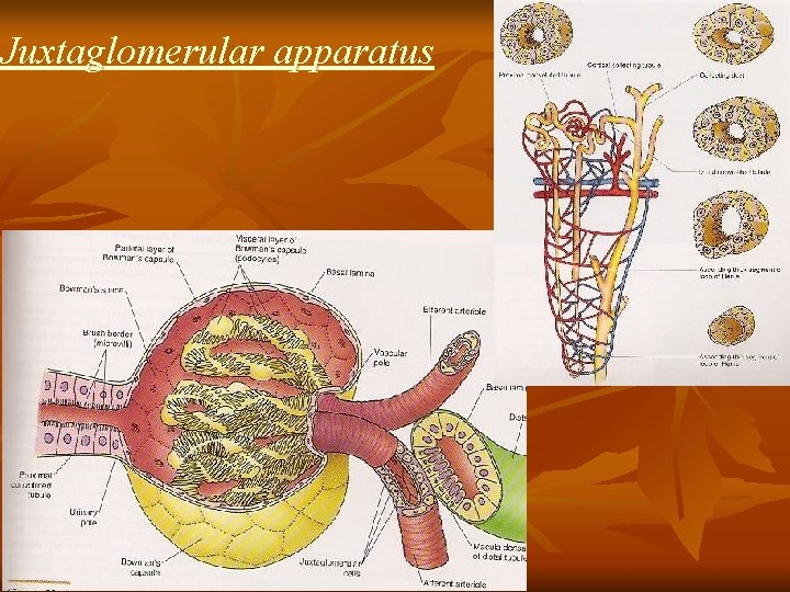 Juxtaglomerular apparatus 