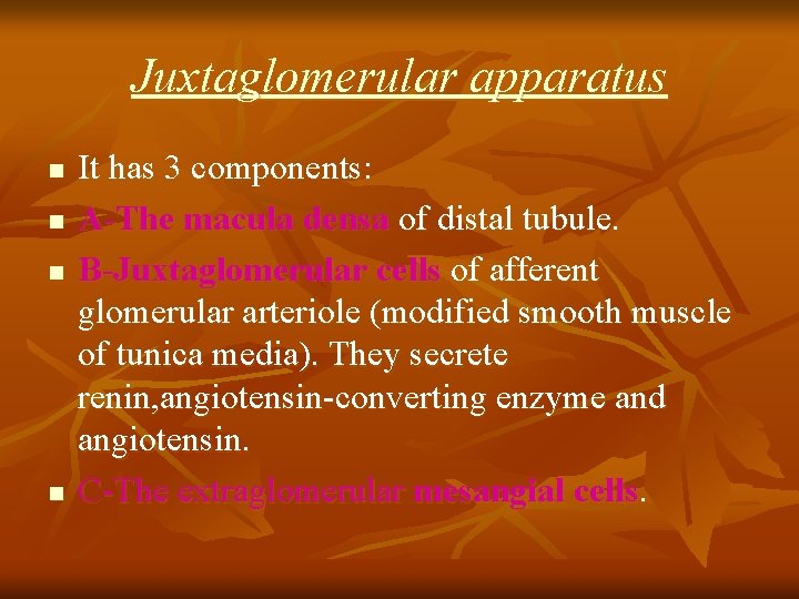 Juxtaglomerular apparatus n n It has 3 components: A-The macula densa of distal tubule.