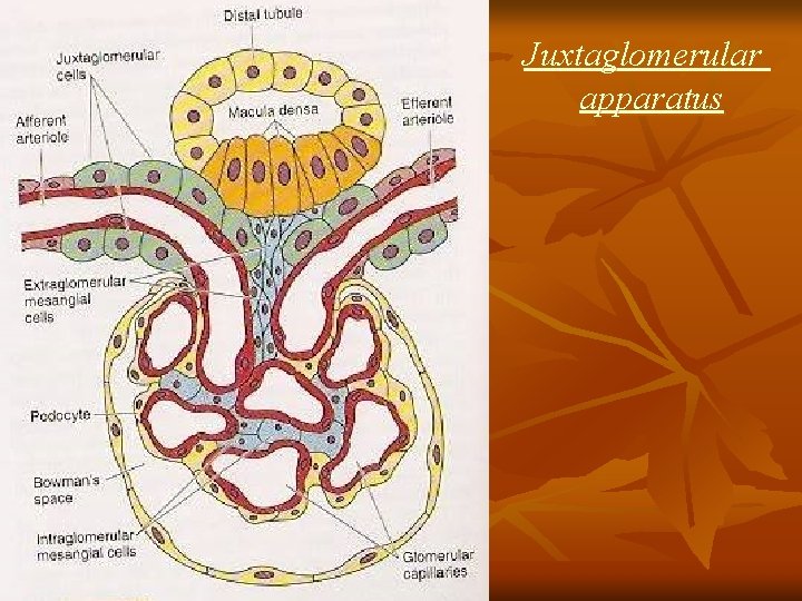 Juxtaglomerular apparatus 