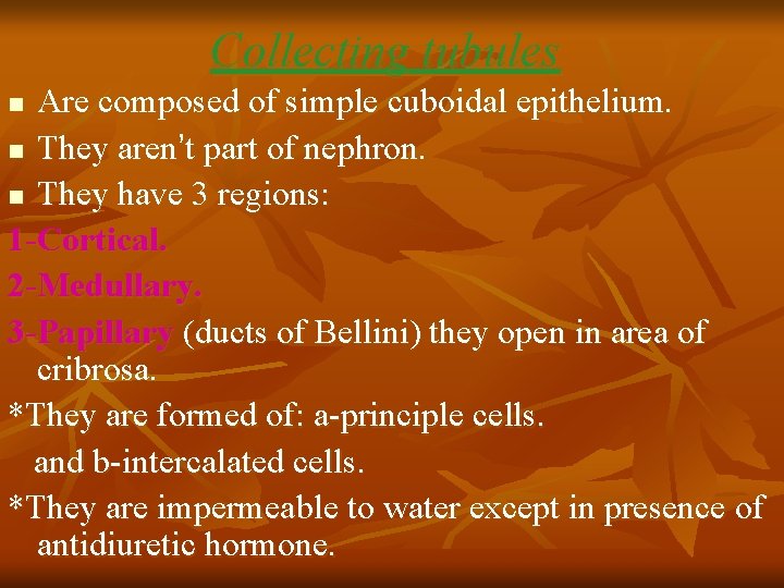 Collecting tubules Are composed of simple cuboidal epithelium. n They aren’t part of nephron.