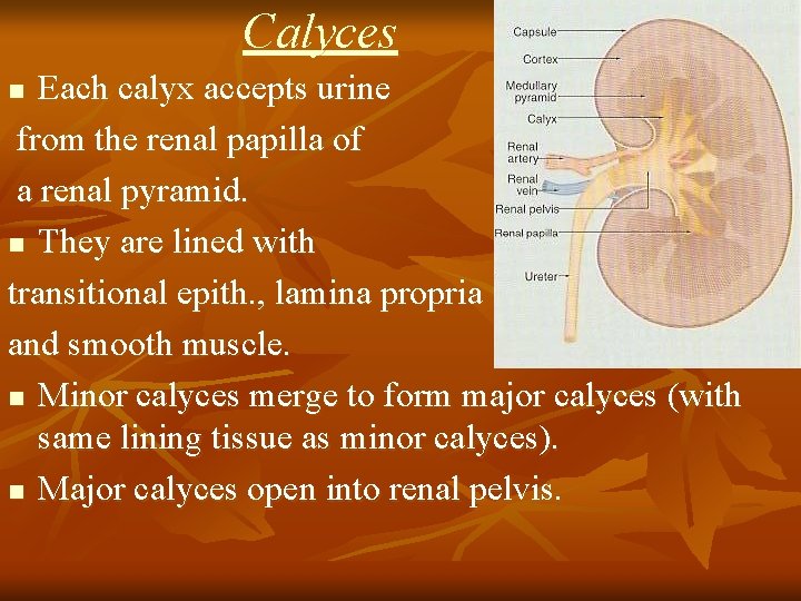 Calyces Each calyx accepts urine from the renal papilla of a renal pyramid. n