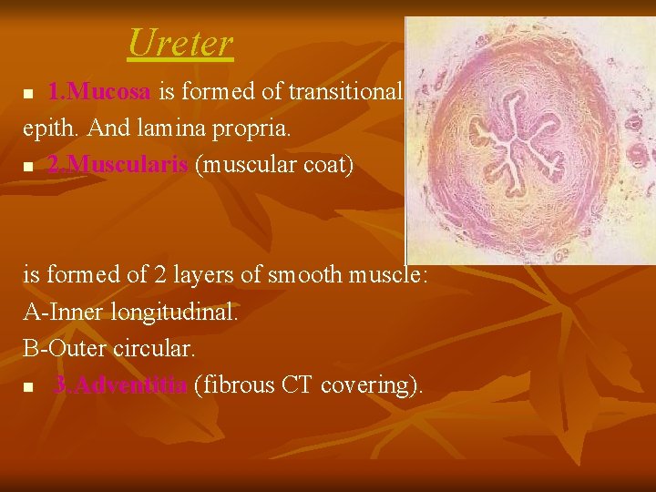 Ureter 1. Mucosa is formed of transitional epith. And lamina propria. n 2. Muscularis