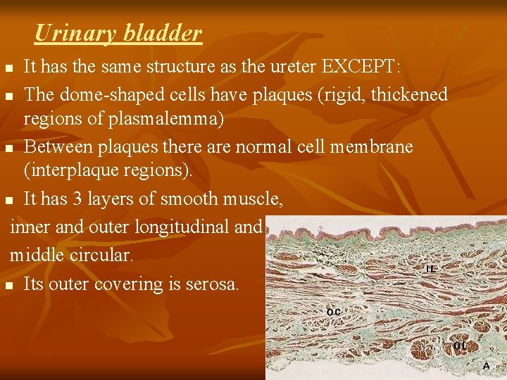 Urinary bladder It has the same structure as the ureter EXCEPT: n The dome-shaped