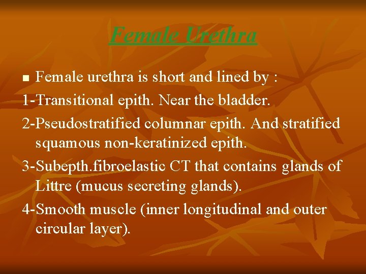 Female Urethra Female urethra is short and lined by : 1 -Transitional epith. Near