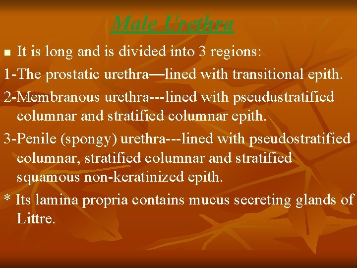 Male Urethra It is long and is divided into 3 regions: 1 -The prostatic