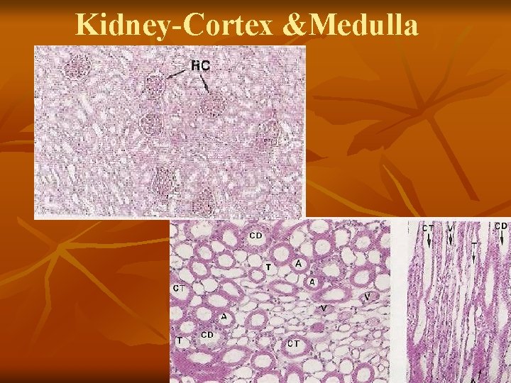 Kidney-Cortex &Medulla 