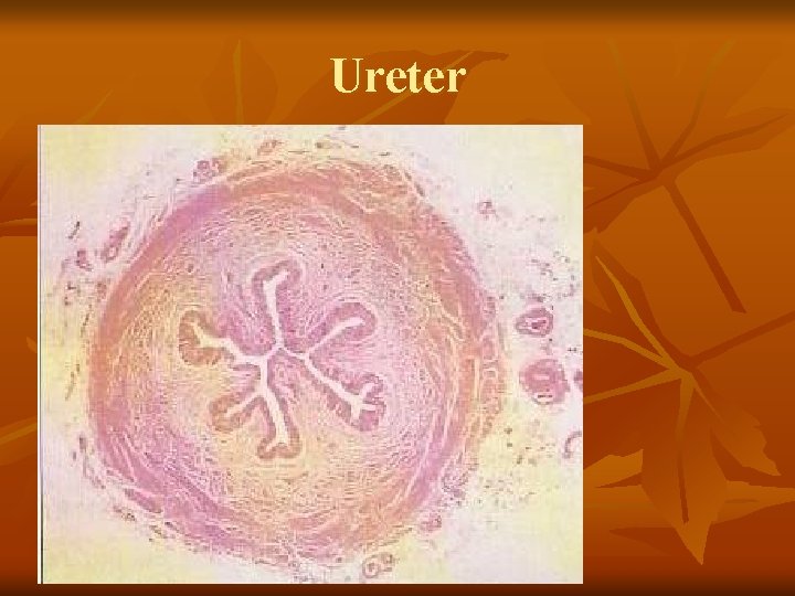 Ureter 