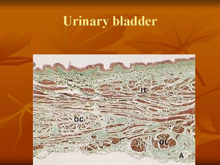Urinary bladder 