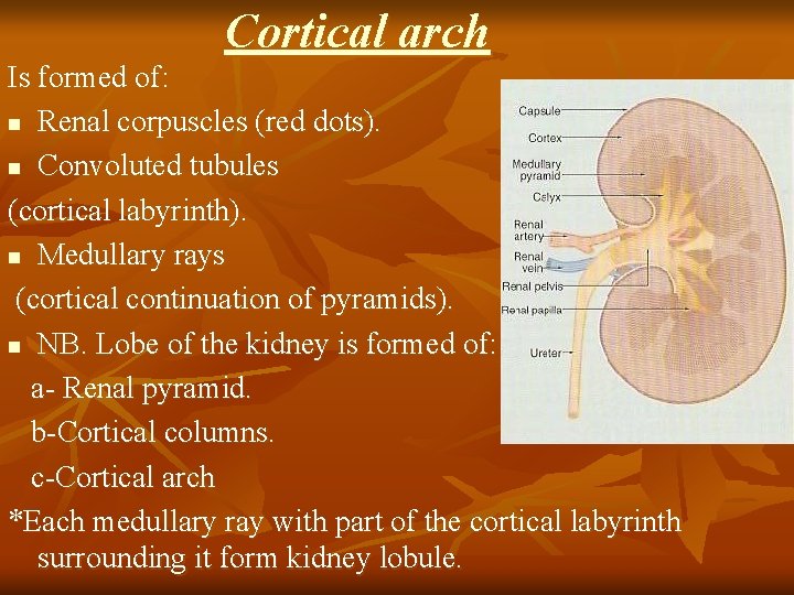Cortical arch Is formed of: n Renal corpuscles (red dots). n Convoluted tubules (cortical