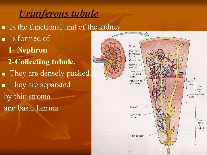 Uriniferous tubule Is the functional unit of the kidney. n Is formed of: 1