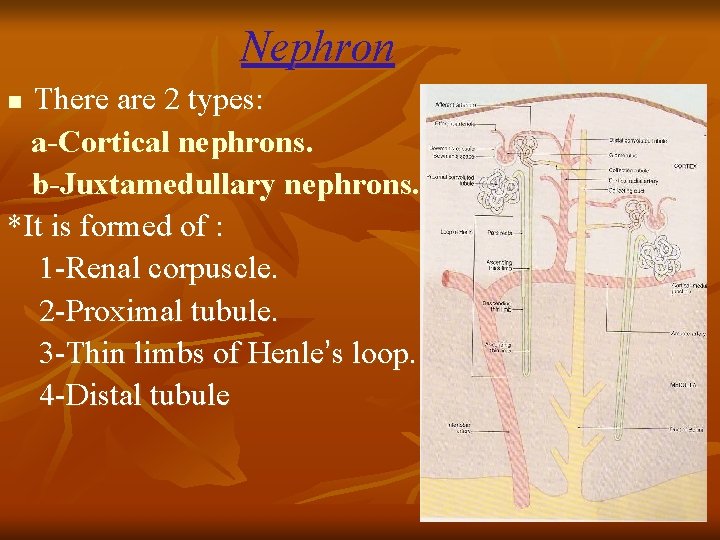 Nephron There are 2 types: a-Cortical nephrons. b-Juxtamedullary nephrons. *It is formed of :