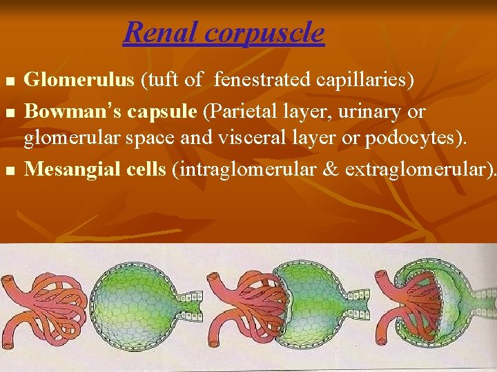 Renal corpuscle n n n Glomerulus (tuft of fenestrated capillaries) Bowman’s capsule (Parietal layer,