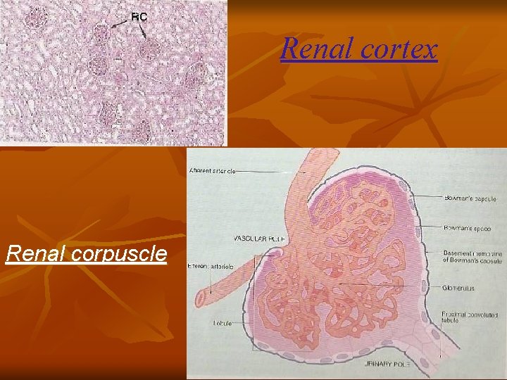 Renal cortex Renal corpuscle 