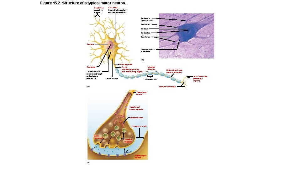 Figure 15. 2 Structure of a typical motor neuron. Dendrites (receptive regions) Cell body