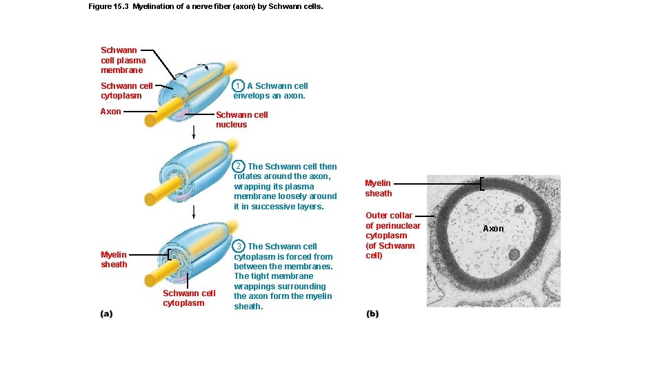 Figure 15. 3 Myelination of a nerve fiber (axon) by Schwann cells. Schwann cell