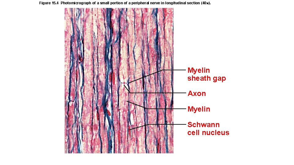 Figure 15. 4 Photomicrograph of a small portion of a peripheral nerve in longitudinal