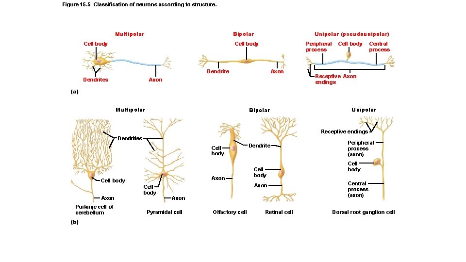 Figure 15. 5 Classification of neurons according to structure. Multipolar Bipolar Cell body Unipolar