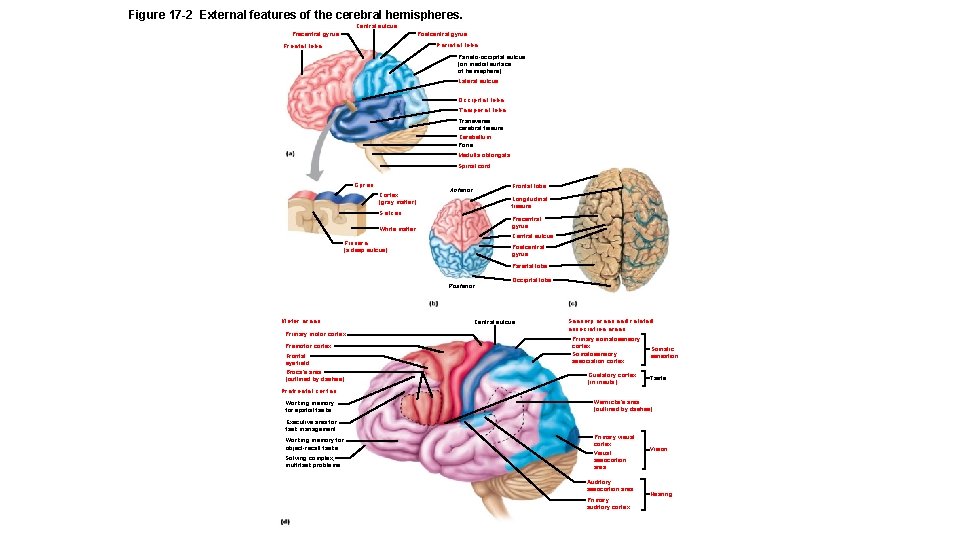 Figure 17 -2 External features of the cerebral hemispheres. Central sulcus Precentral gyrus Postcentral