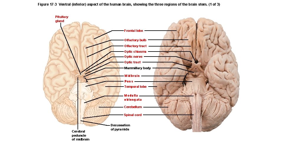 Figure 17 -3 Ventral (inferior) aspect of the human brain, showing the three regions