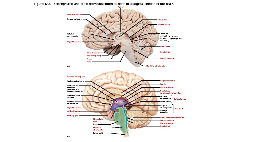 Figure 17 -4 Diencephalon and brain stem structures as seen in a sagittal section