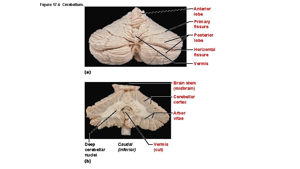 Figure 17 -6 Cerebellum. Anterior lobe Primary fissure Posterior lobe Horizontal fissure Vermis Brain