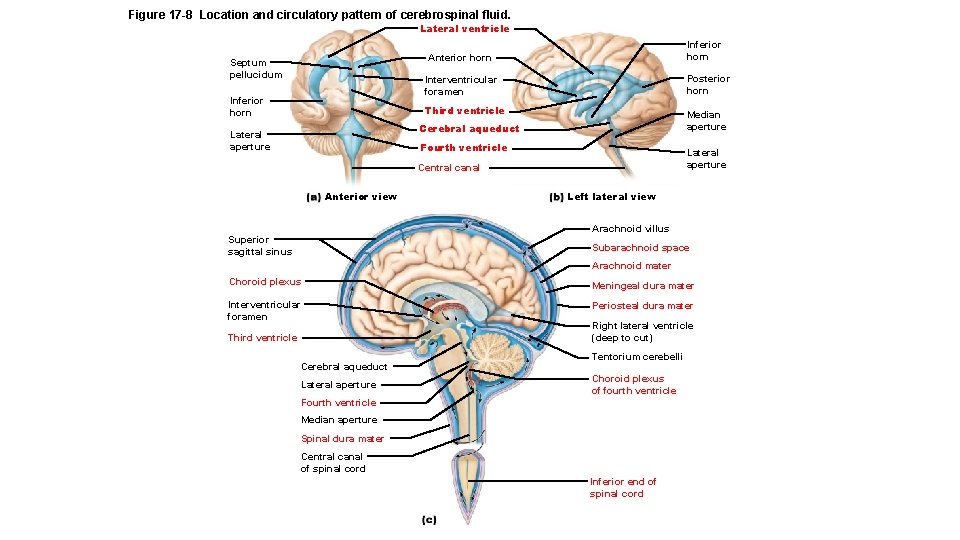 Figure 17 -8 Location and circulatory pattern of cerebrospinal fluid. Lateral ventricle Inferior horn