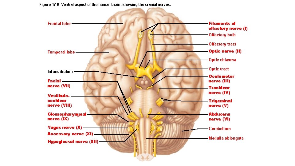 Figure 17 -9 Ventral aspect of the human brain, showing the cranial nerves. Frontal