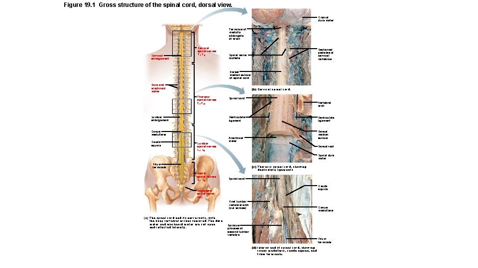 Figure 19. 1 Gross structure of the spinal cord, dorsal view. Cranial dura mater