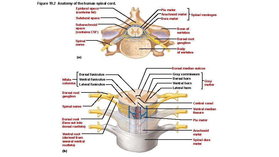 Figure 19. 2 Anatomy of the human spinal cord. Epidural space (contains fat) Subdural