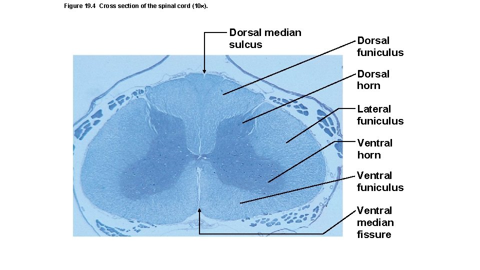 Figure 19. 4 Cross section of the spinal cord (10 ). Dorsal median sulcus