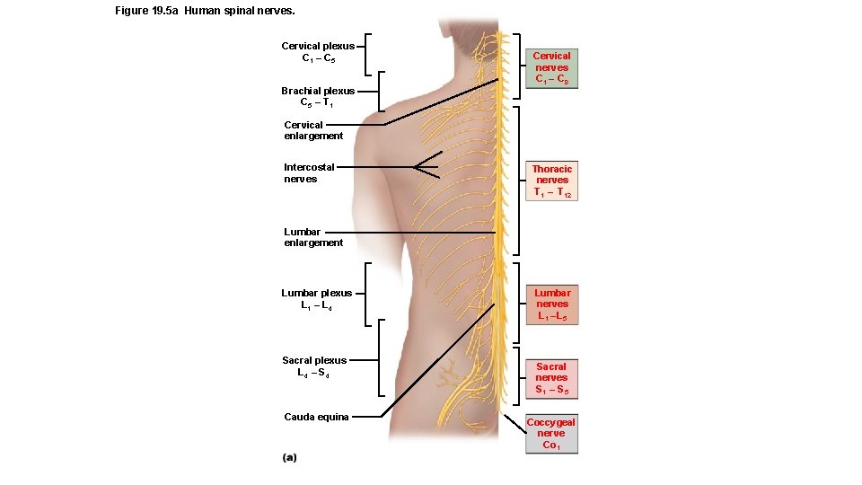 Figure 19. 5 a Human spinal nerves. Cervical plexus C 1 – C 5