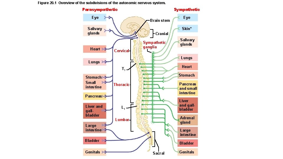 Figure 20. 1 Overview of the subdivisions of the autonomic nervous system. Parasympathetic Sympathetic