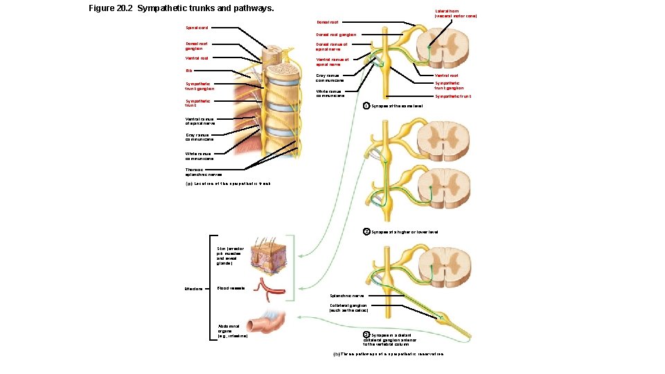 Figure 20. 2 Sympathetic trunks and pathways. Lateral horn (visceral motor zone) Dorsal root