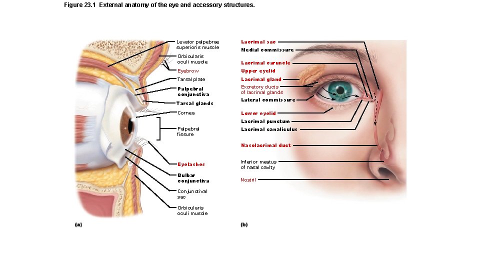 Figure 23. 1 External anatomy of the eye and accessory structures. Levator palpebrae superioris