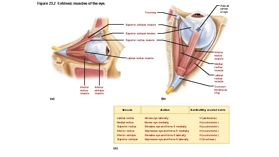 Figure 23. 2 Extrinsic muscles of the eye. Axis at center of eye Trochlea
