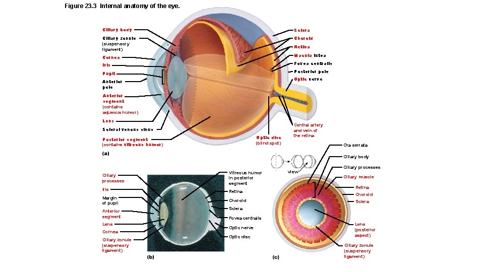 Figure 23. 3 Internal anatomy of the eye. Ciliary body Sclera Ciliary zonule (suspensory