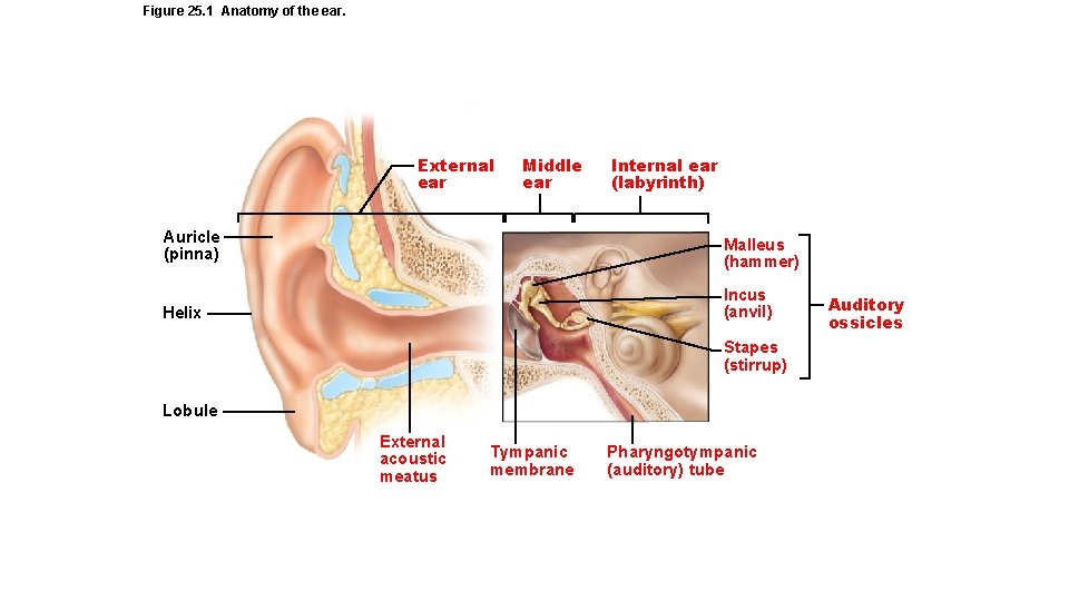 Figure 25. 1 Anatomy of the ear. External ear Middle ear Internal ear (labyrinth)