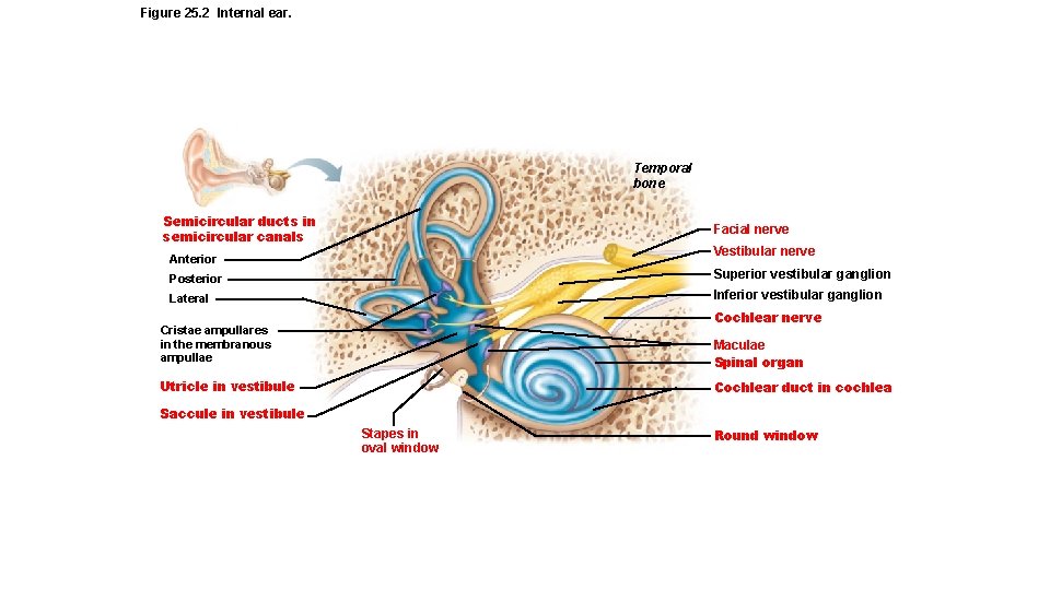 Figure 25. 2 Internal ear. Temporal bone Semicircular ducts in semicircular canals Facial nerve