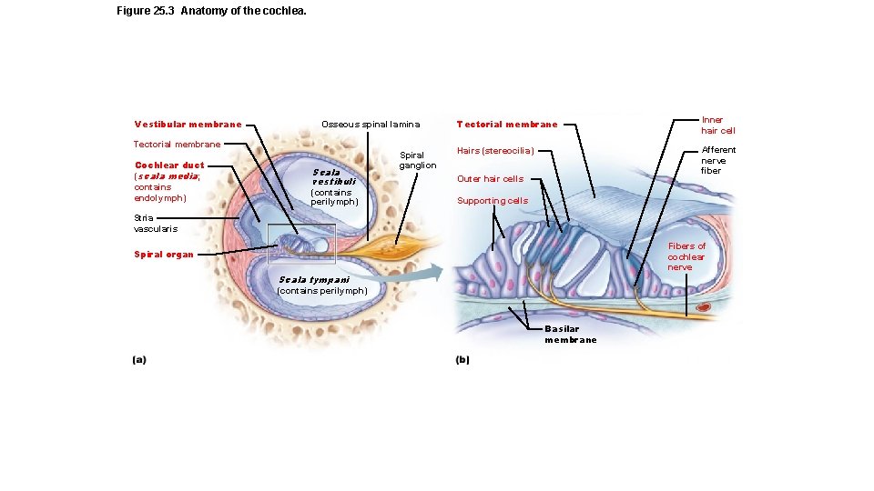 Figure 25. 3 Anatomy of the cochlea. Vestibular membrane Osseous spinal lamina Tectorial membrane