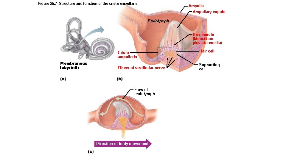 Figure 25. 7 Structure and function of the crista ampullaris. Ampullary cupula Endolymph Hair