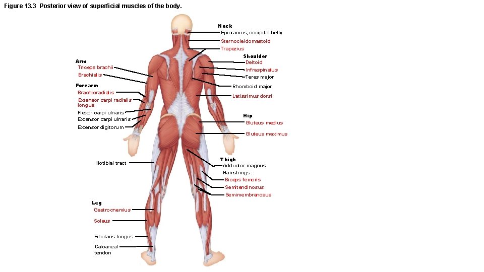 Figure 13. 3 Posterior view of superficial muscles of the body. Neck Epicranius, occipital